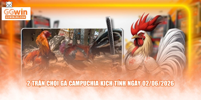 2 trận chọi gà Campuchia kịch tính ngày 02/06/2026