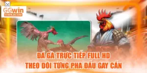 Đá gà trực tiếp