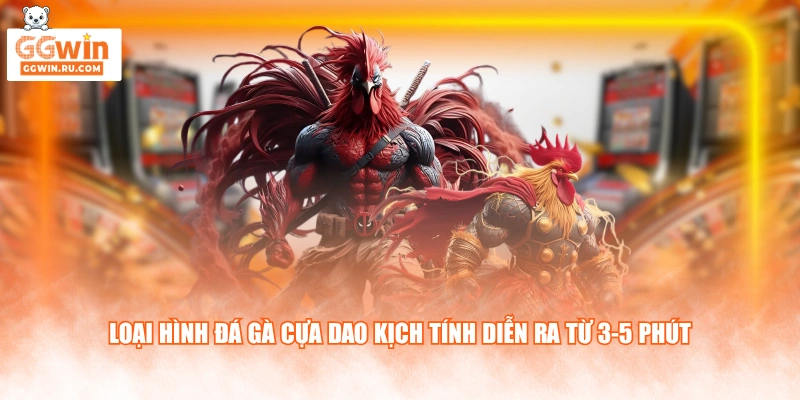 Loại hình đá gà cựa dao kịch tính diễn ra từ 3-5 phút