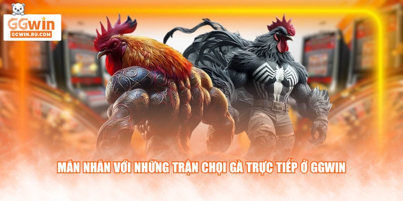 Mãn nhãn với những trận chọi gà trực tiếp ở GGWIN