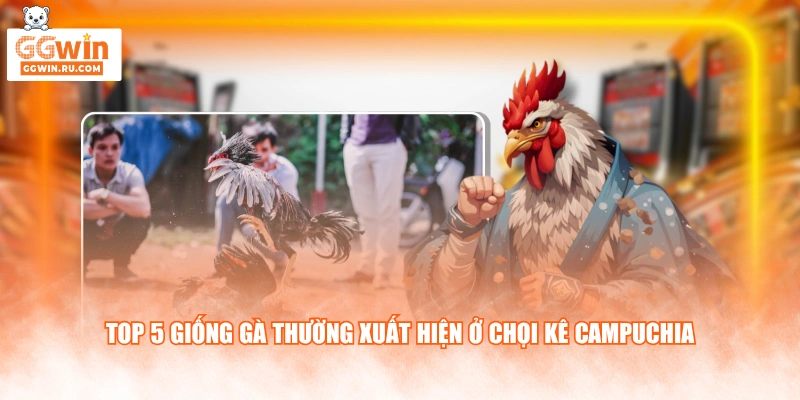 Top 5 giống gà thường xuất hiện ở chọi kê Campuchia